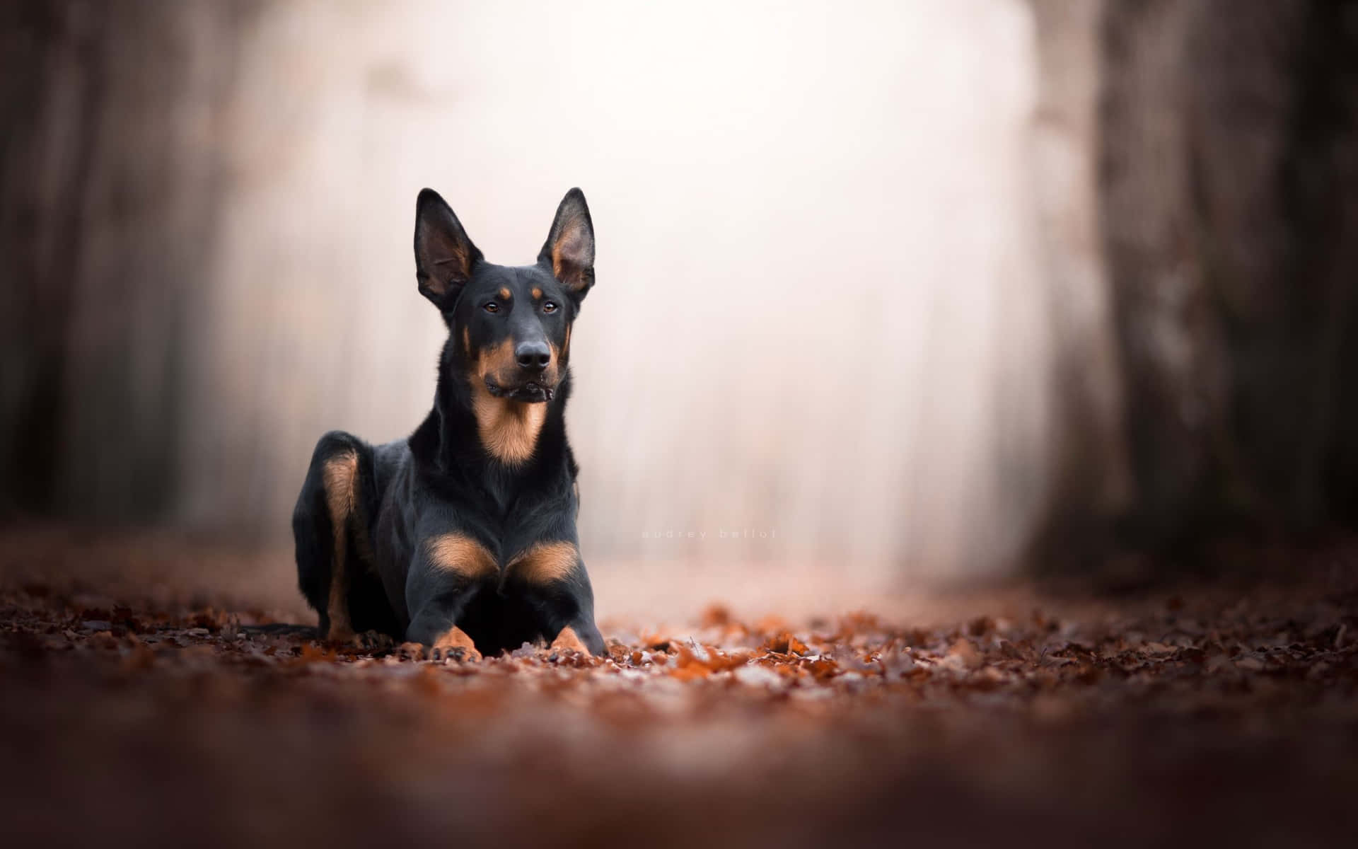 Doberman Sitting Background