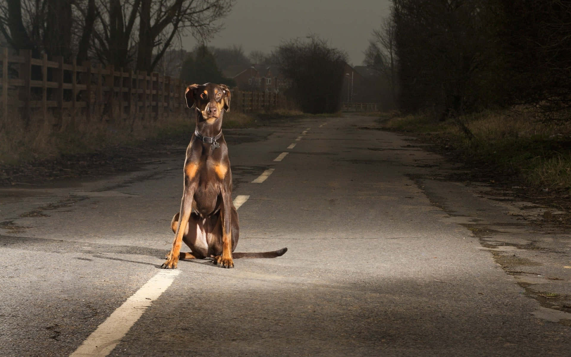 Doberman Street Background