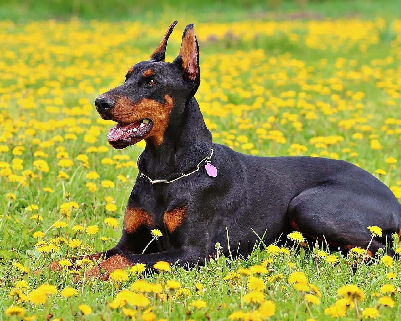 Doberman Yellow Background