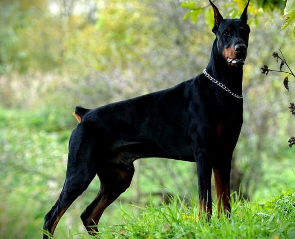 Dobermans Are The Most Popular Dog Breed Background