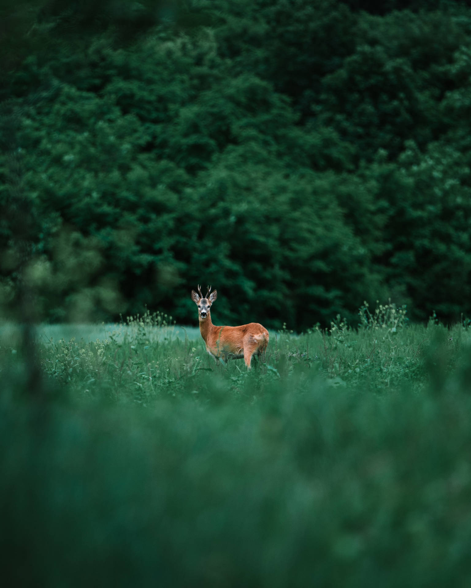 Doe Deer In Grass Field Background