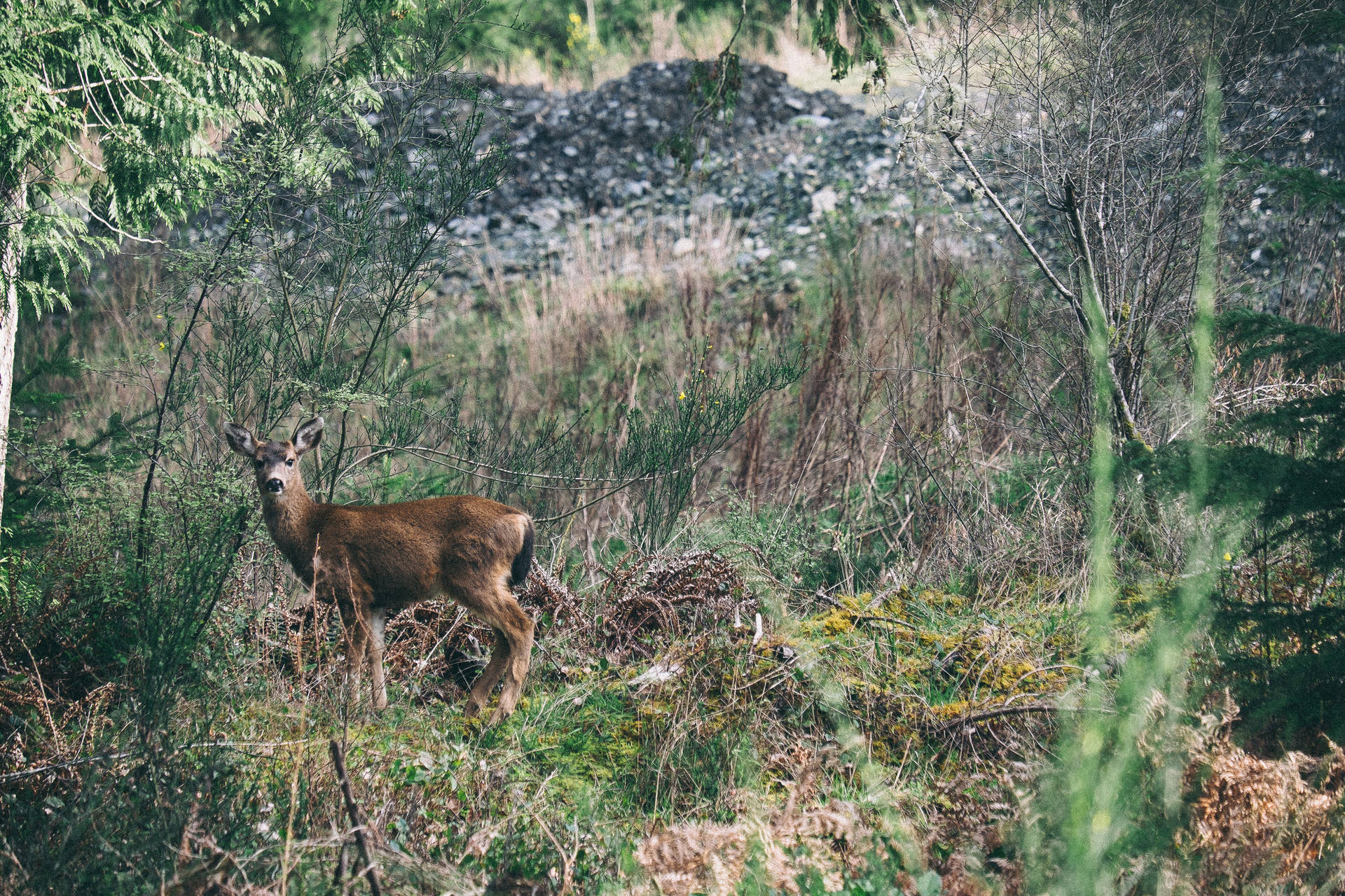 Doe Deer In The Forest Background