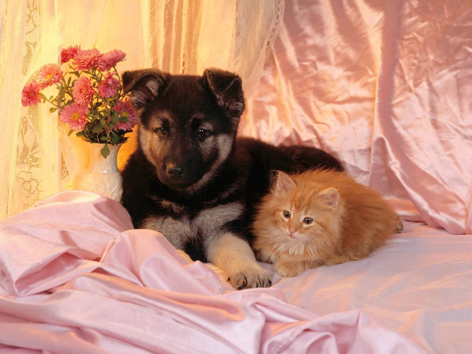 Dog And Cat Cute Friends Background