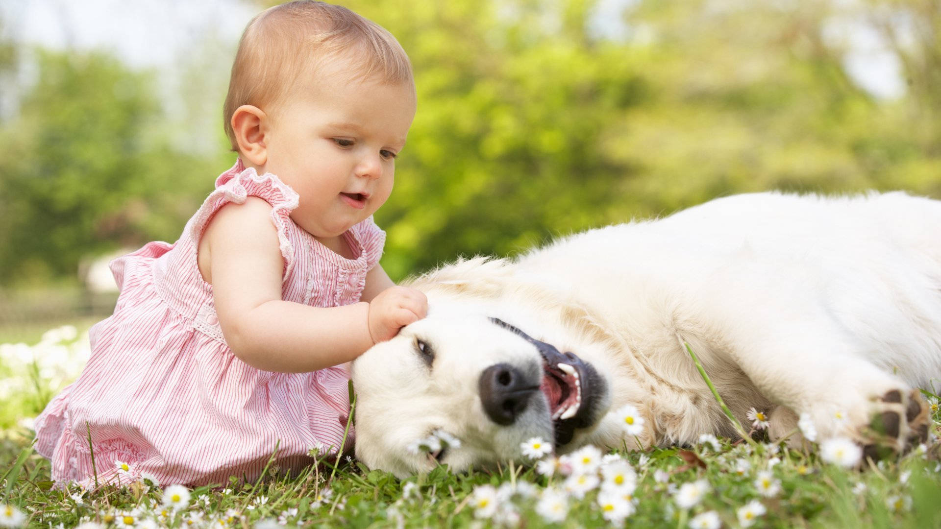 Dog And Girl Enjoying Together Background