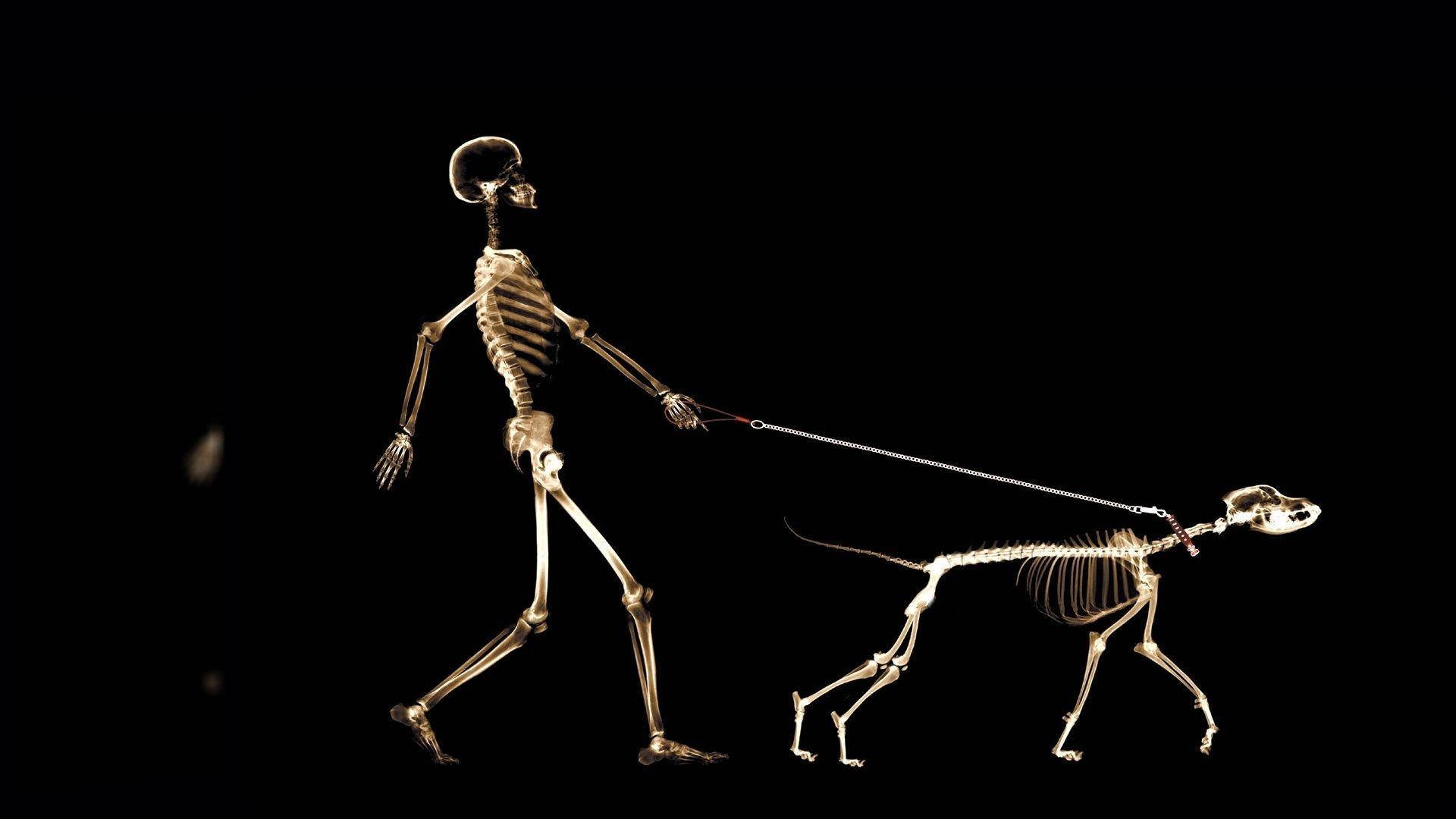 Dog And Human Skeleton Desktop