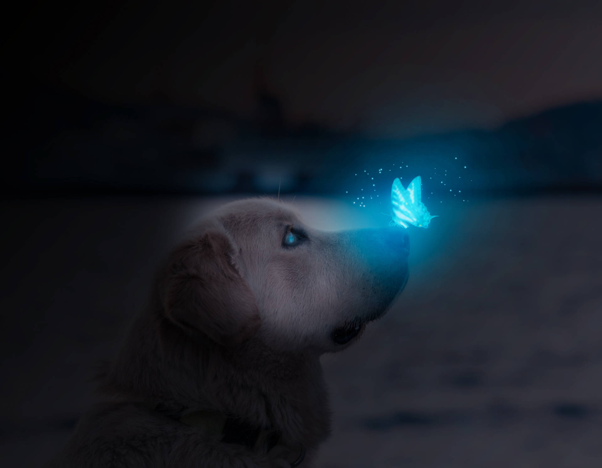 Dog And Night Butterfly
