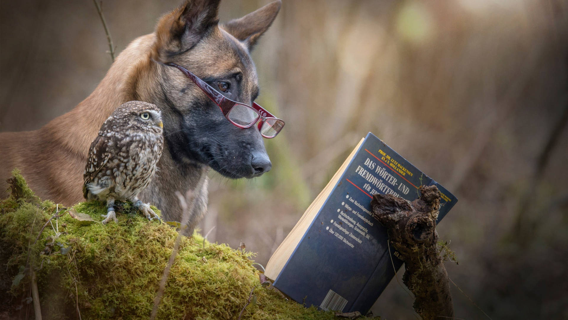 Dog And Owl Reading Book