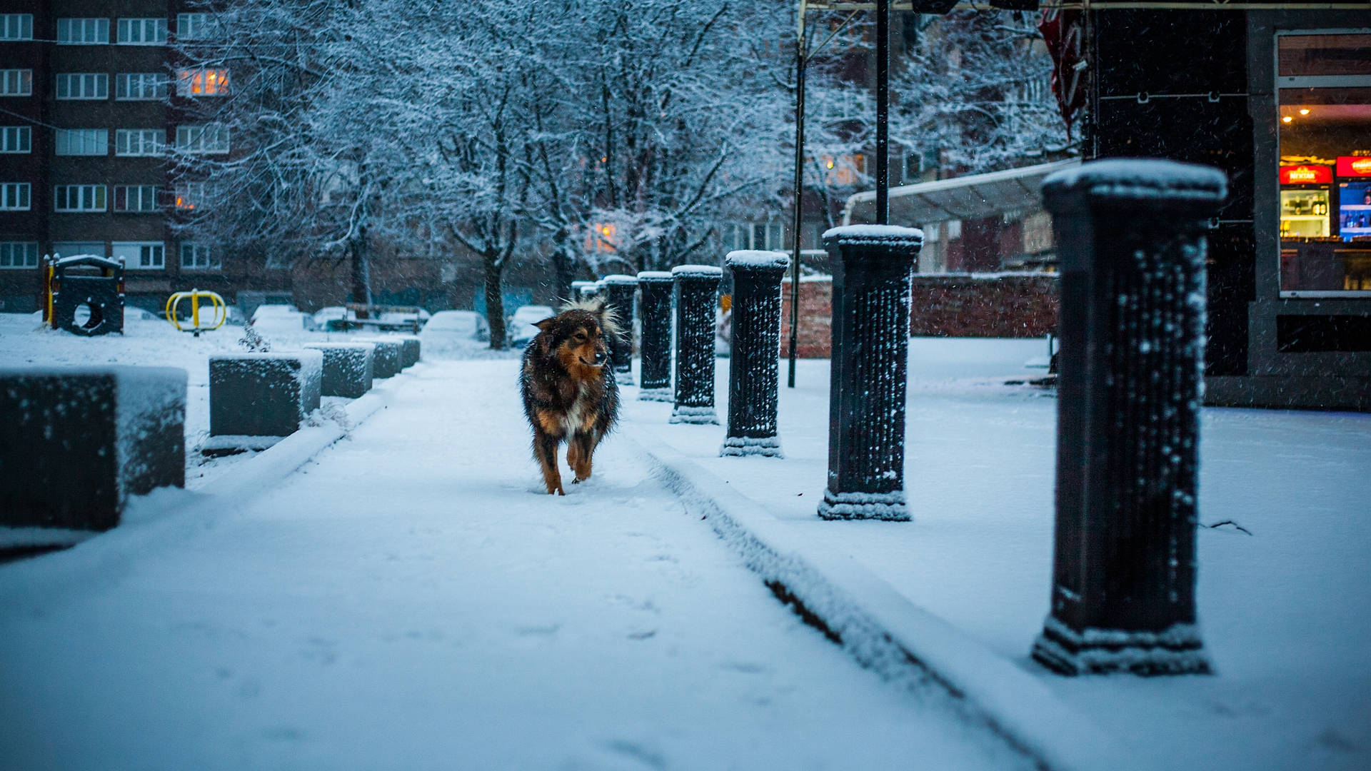 Dog At Cold Winter Street Background