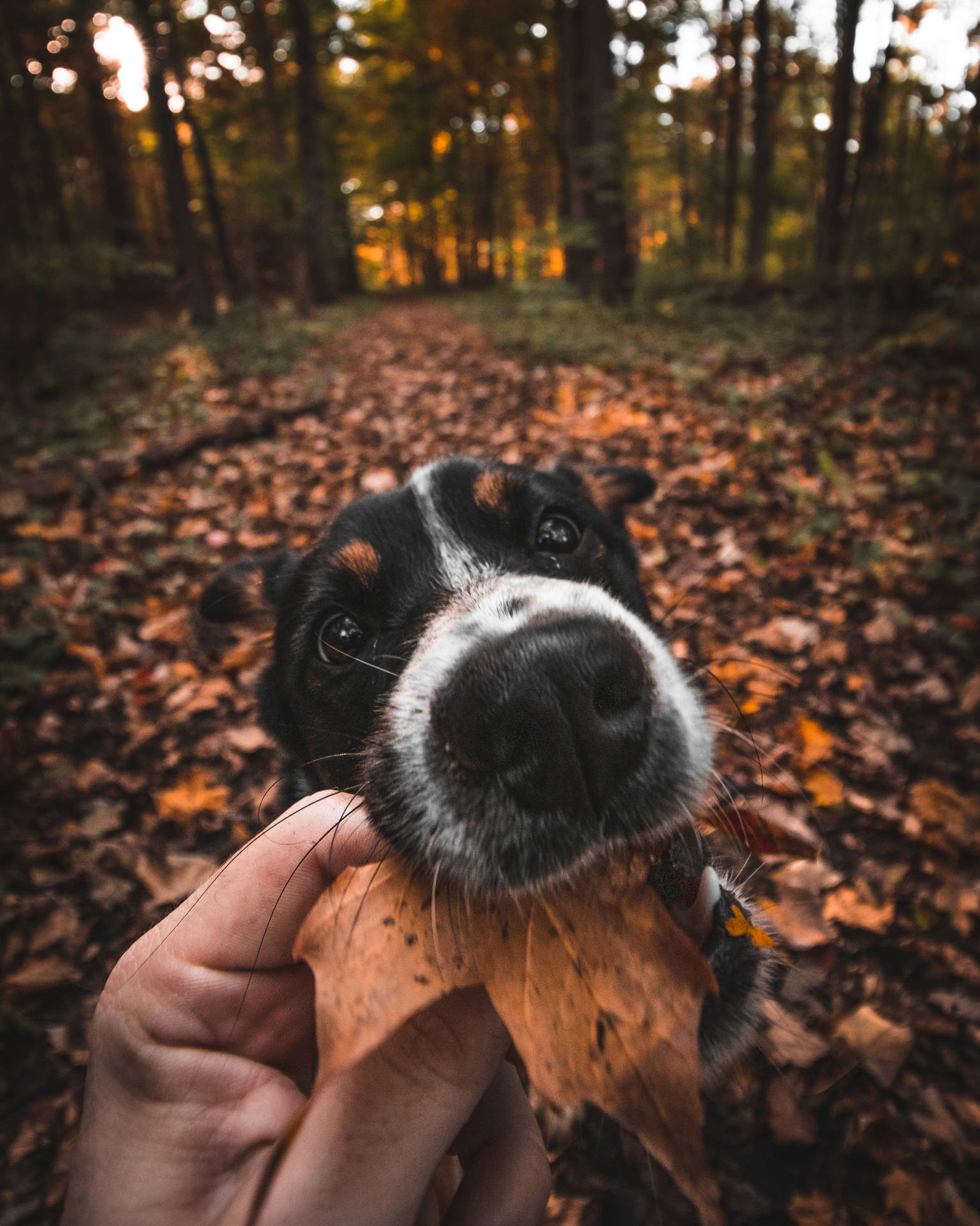 Dog Biting Leaf Best Autumn Background