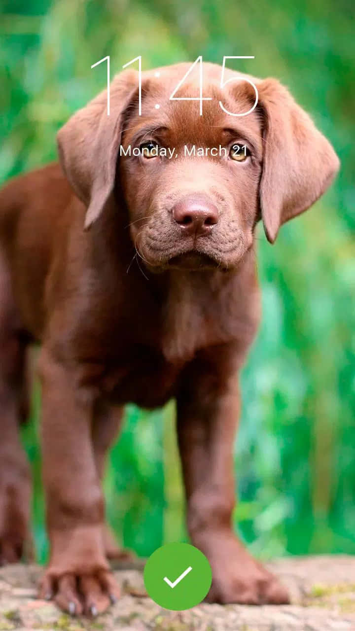 Dog Breeds As Screensaver