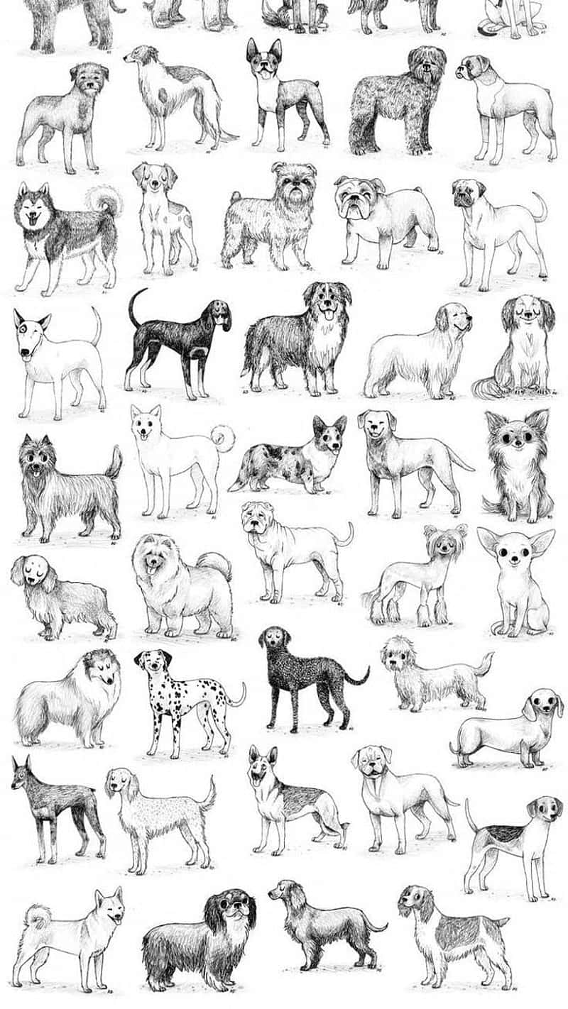 Dog Breeds Table Sketch