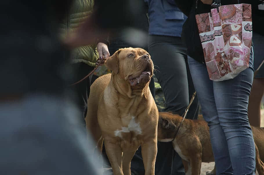 Dog Breeds With Their Owners