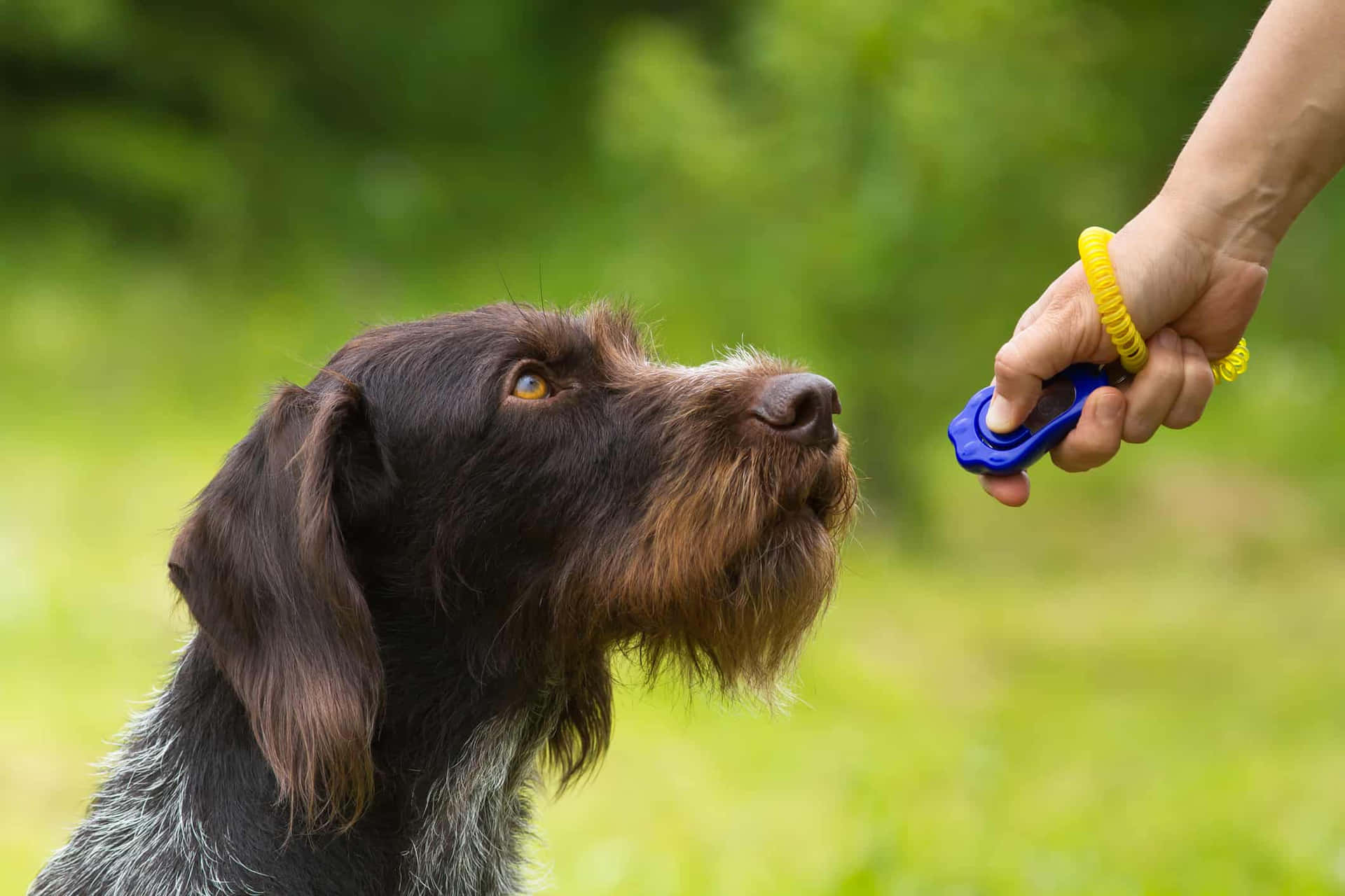 Dog Clicker Training Session Background