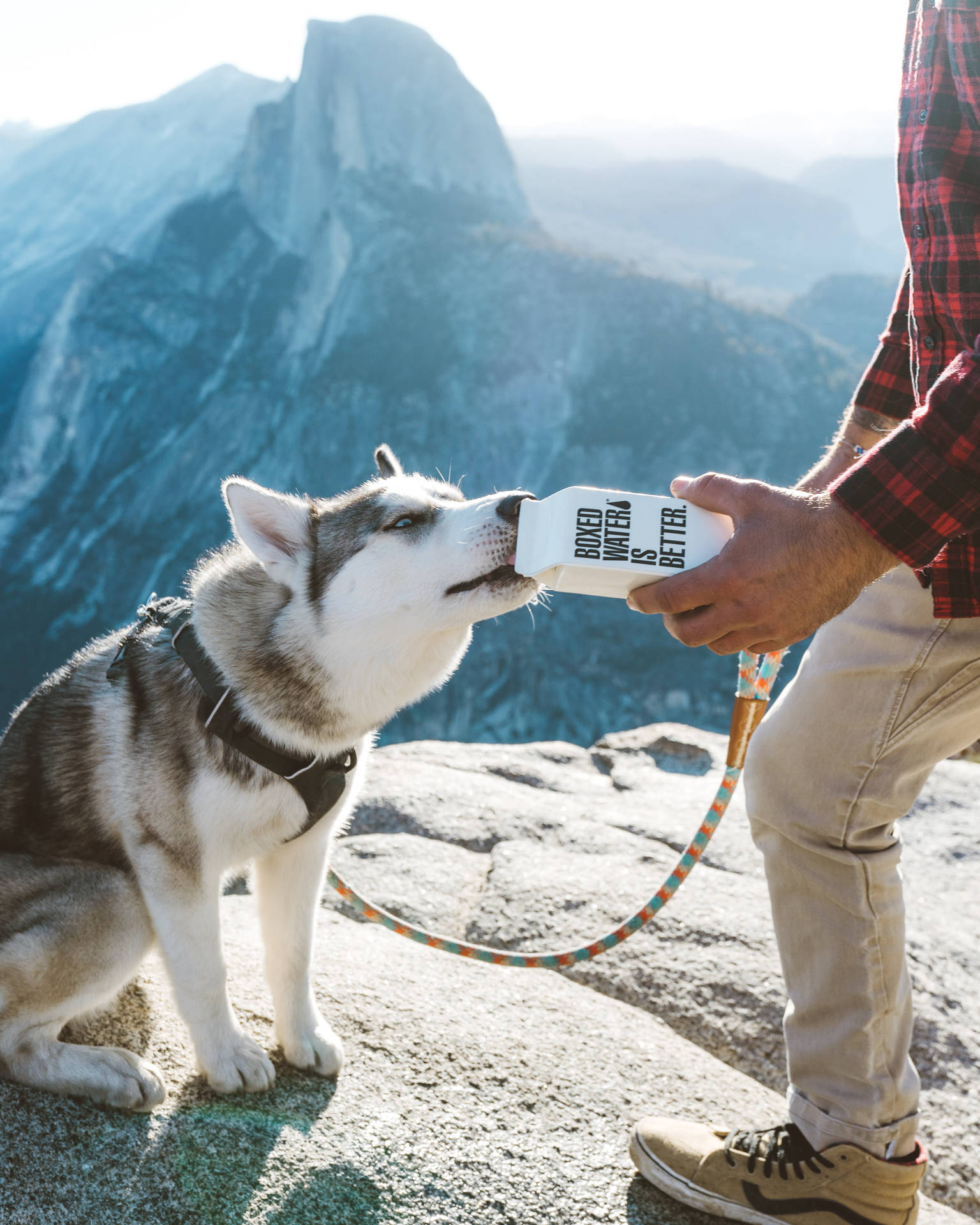 Dog Drinking Water From A Box Background