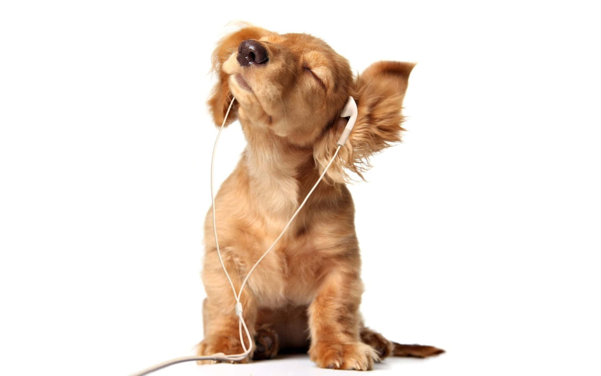 Dog Enjoying Music Aesthetic