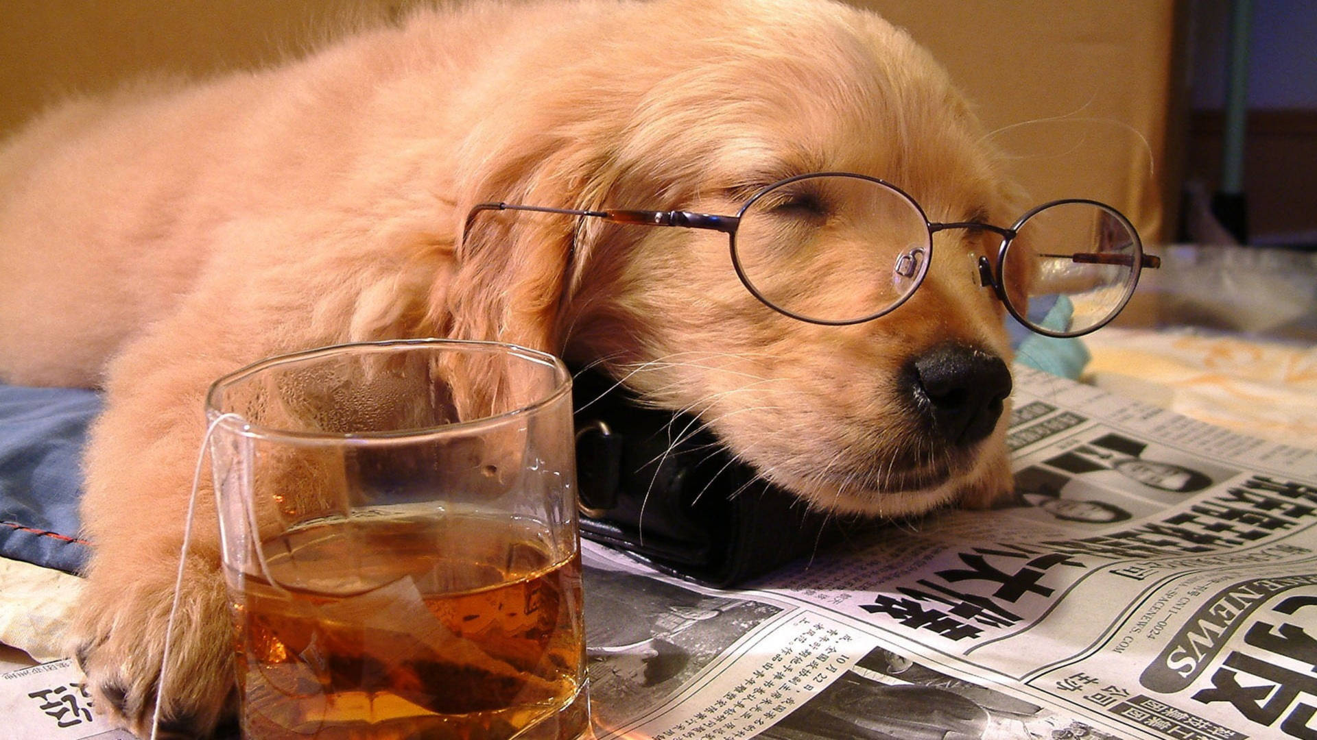 Dog Falling Asleep Newspaper Background