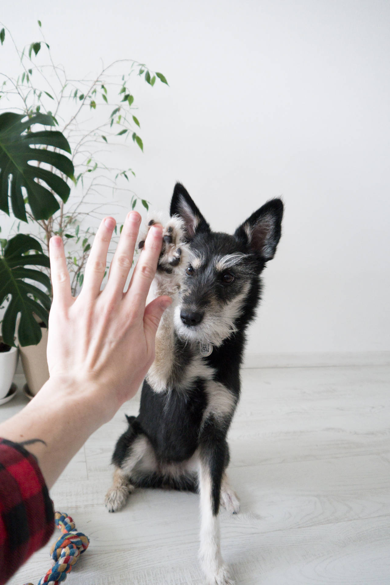 Dog, Friend, Friendship, Hand Background