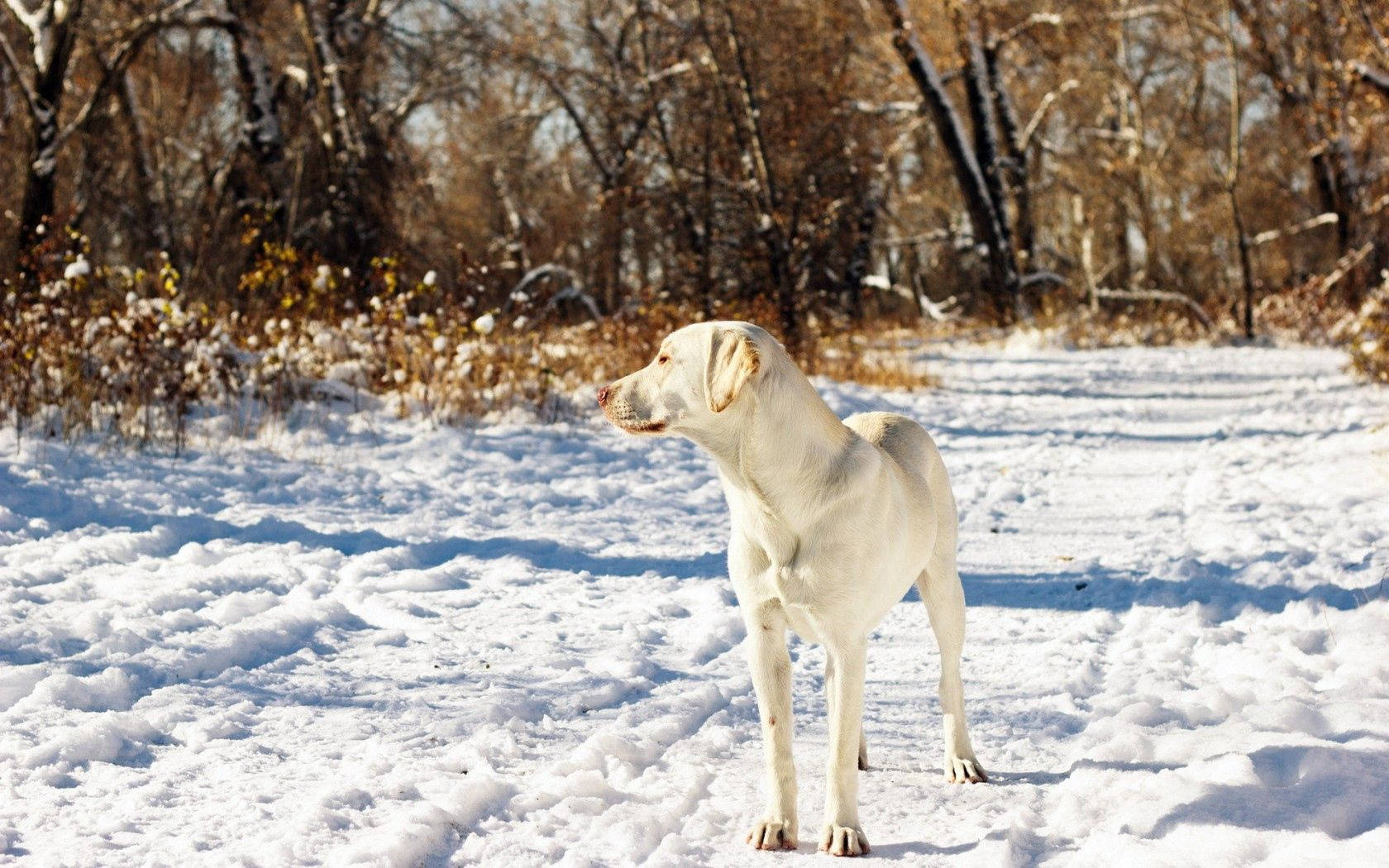Dog, Friend, Snow, Autumn Background