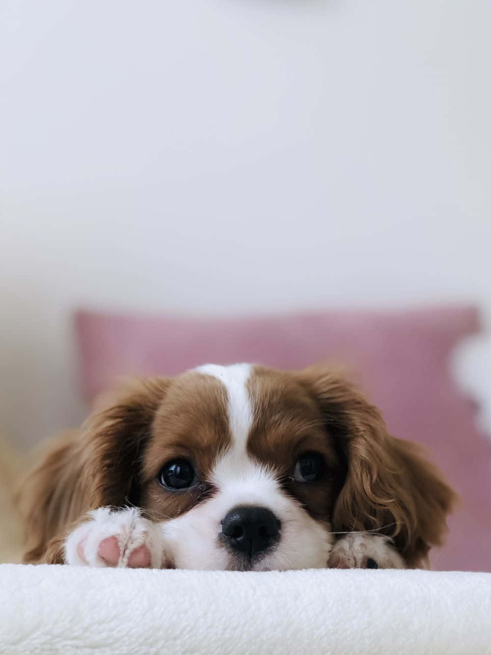 Dog Hanging Out With The Latest Iphone