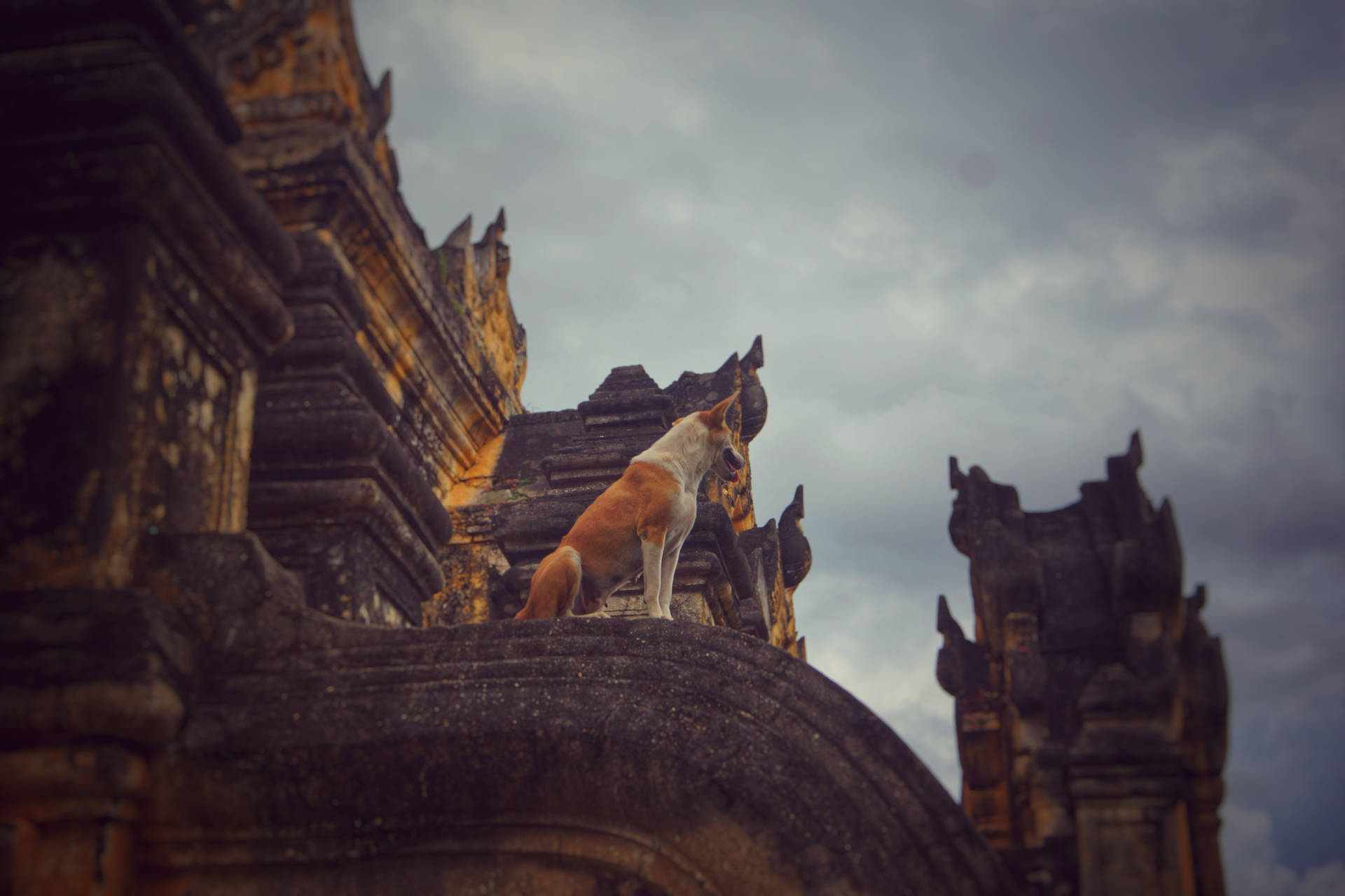 Dog In Burma Temple Background