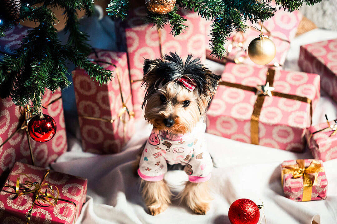 Dog In Cute Aesthetic Christmas Gifts Background