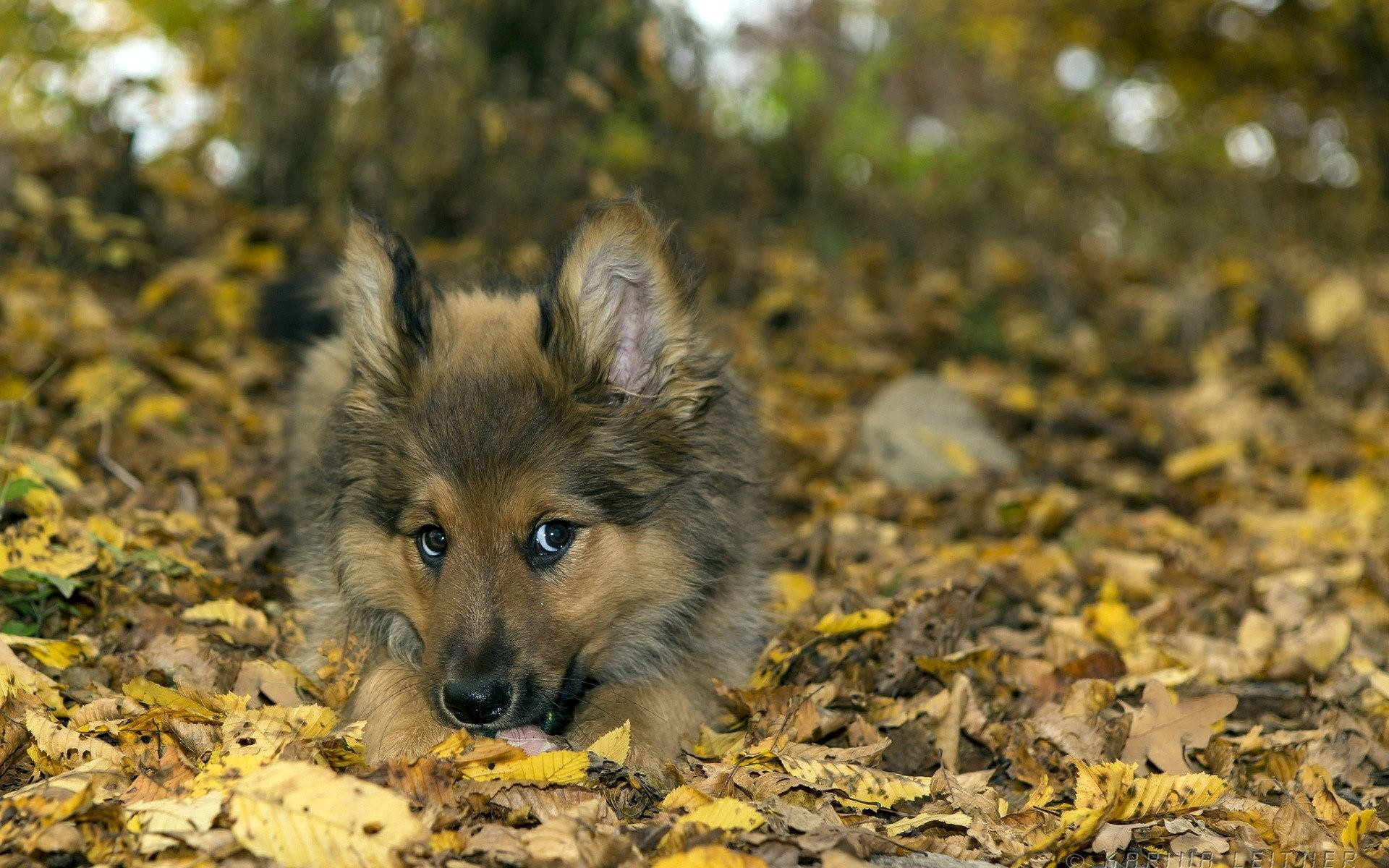 Dog In Fall Season Forest Background