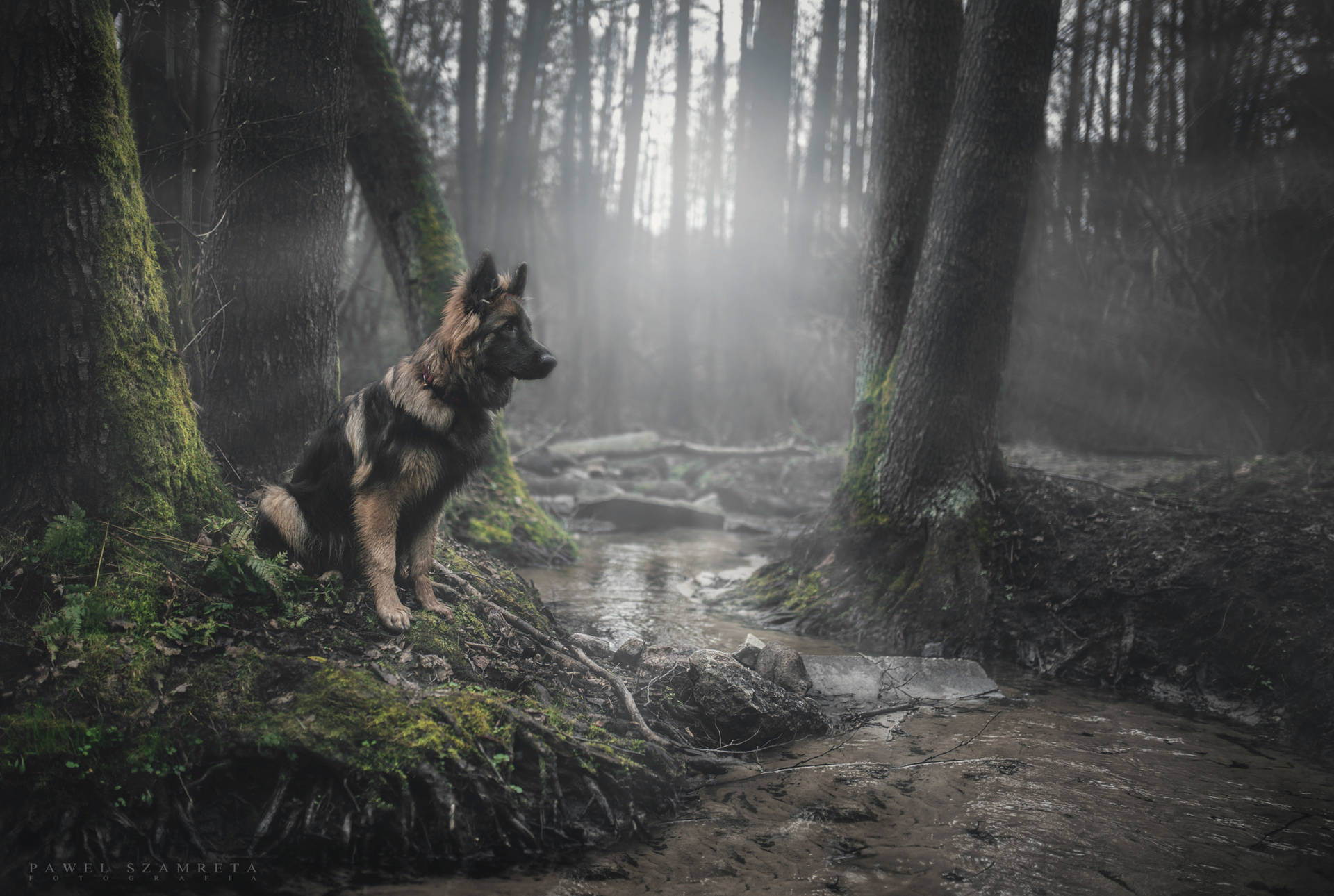 Dog In Forest Background