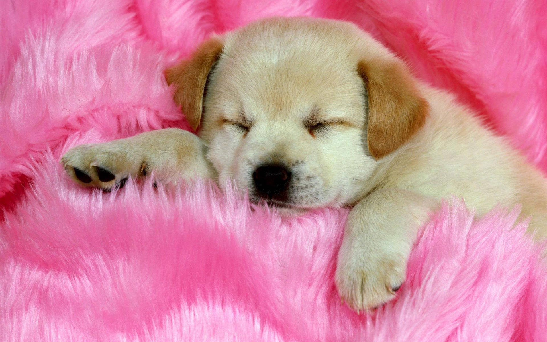 Dog In Pink Fabric Background