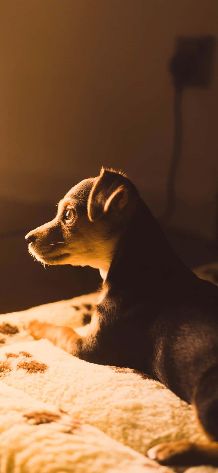 Dog On Bed Aesthetic