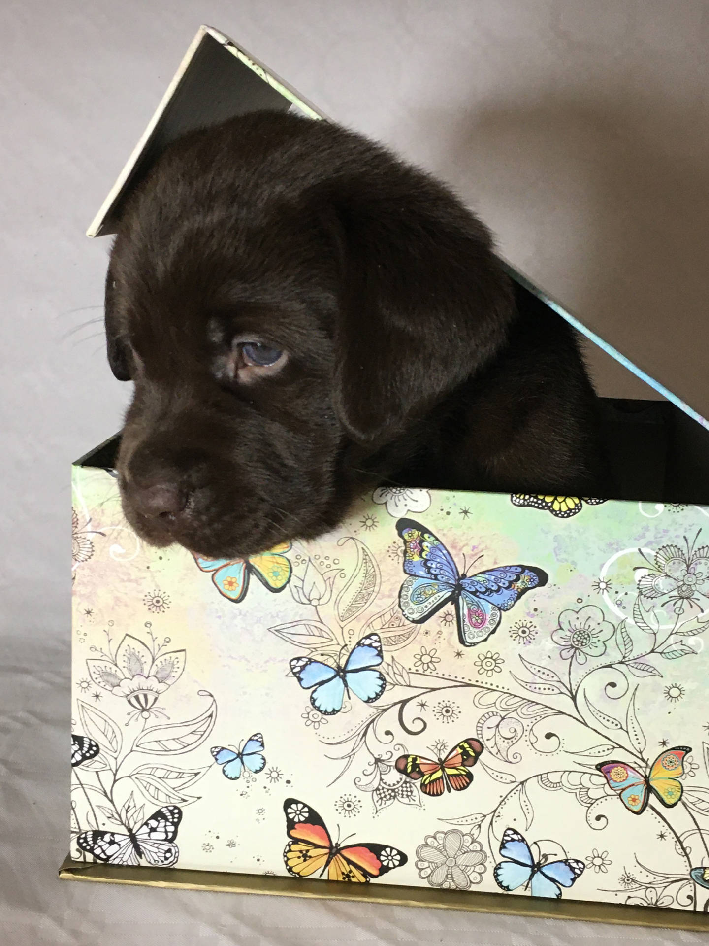 Dog On Cute Butterfly Box Background