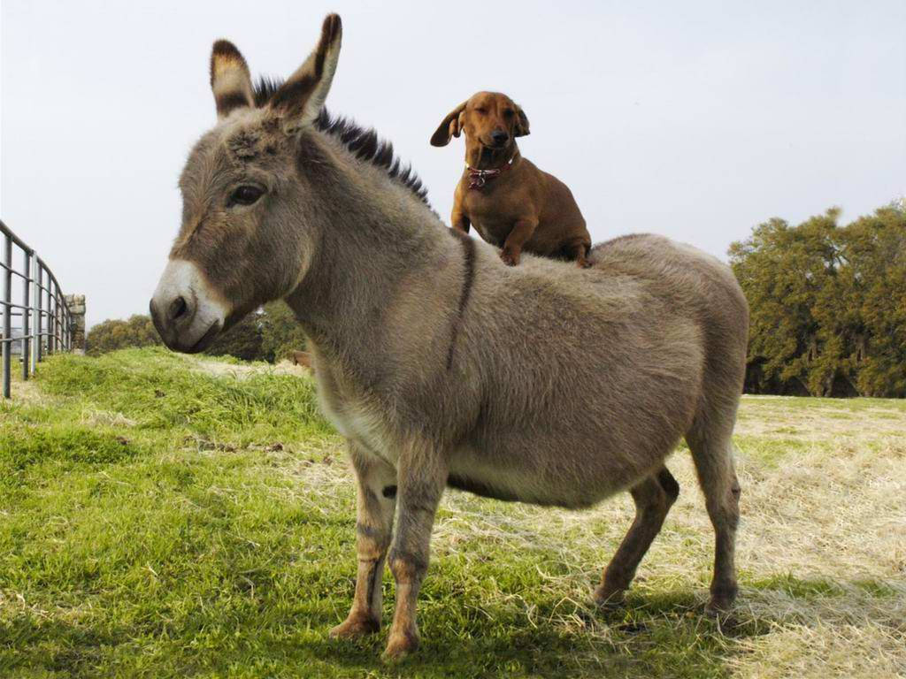 Dog On Donkey Background
