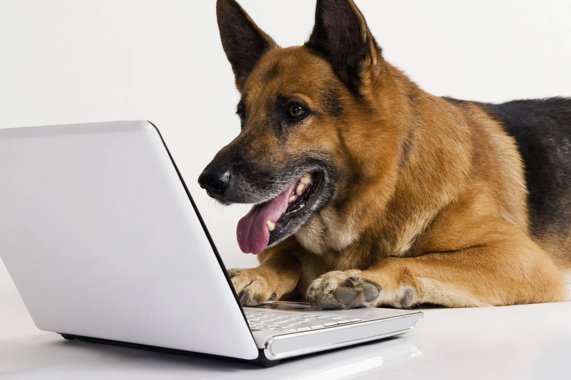 Dog On Laptop Background