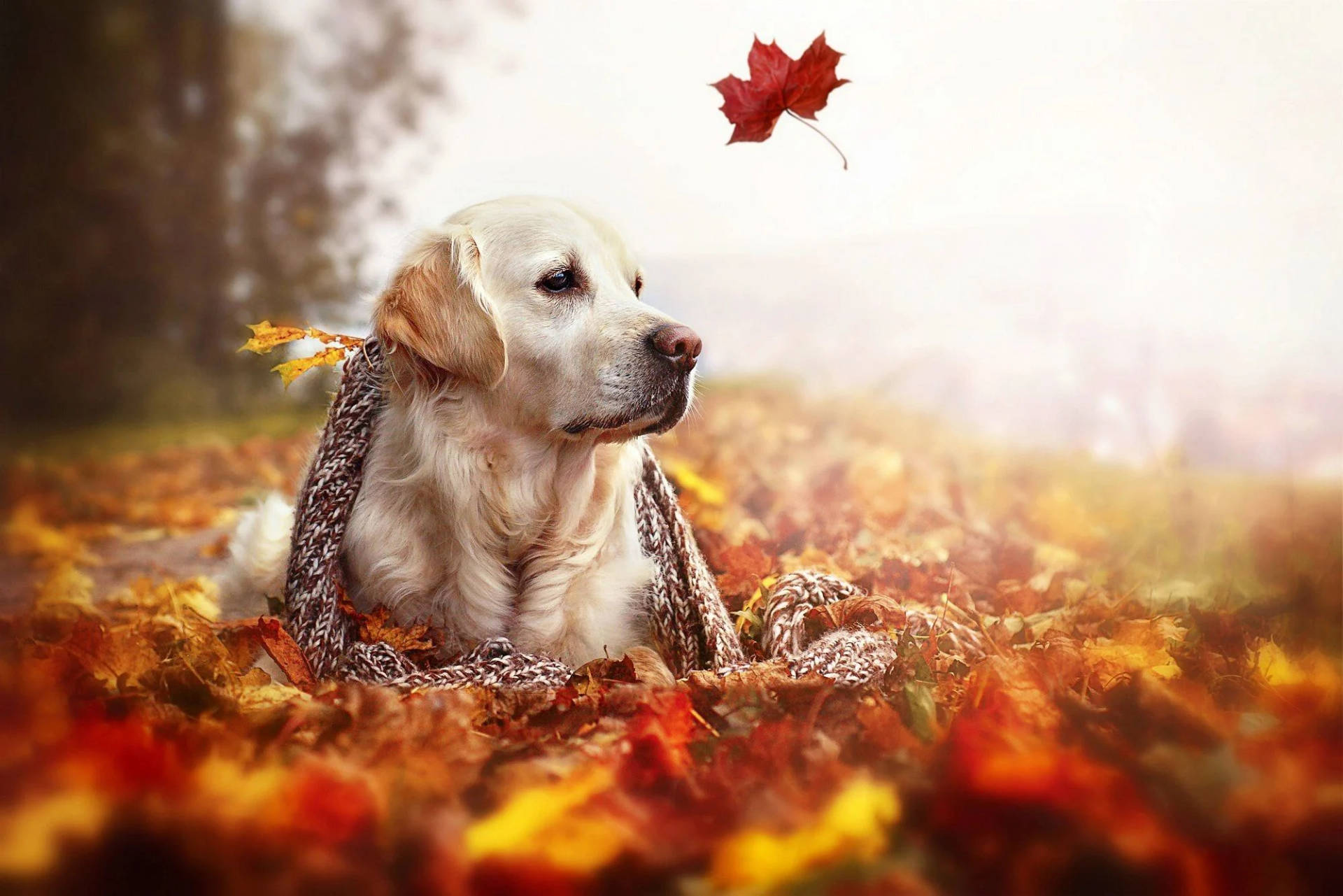 Dog On Leaves Of Fall Season Background