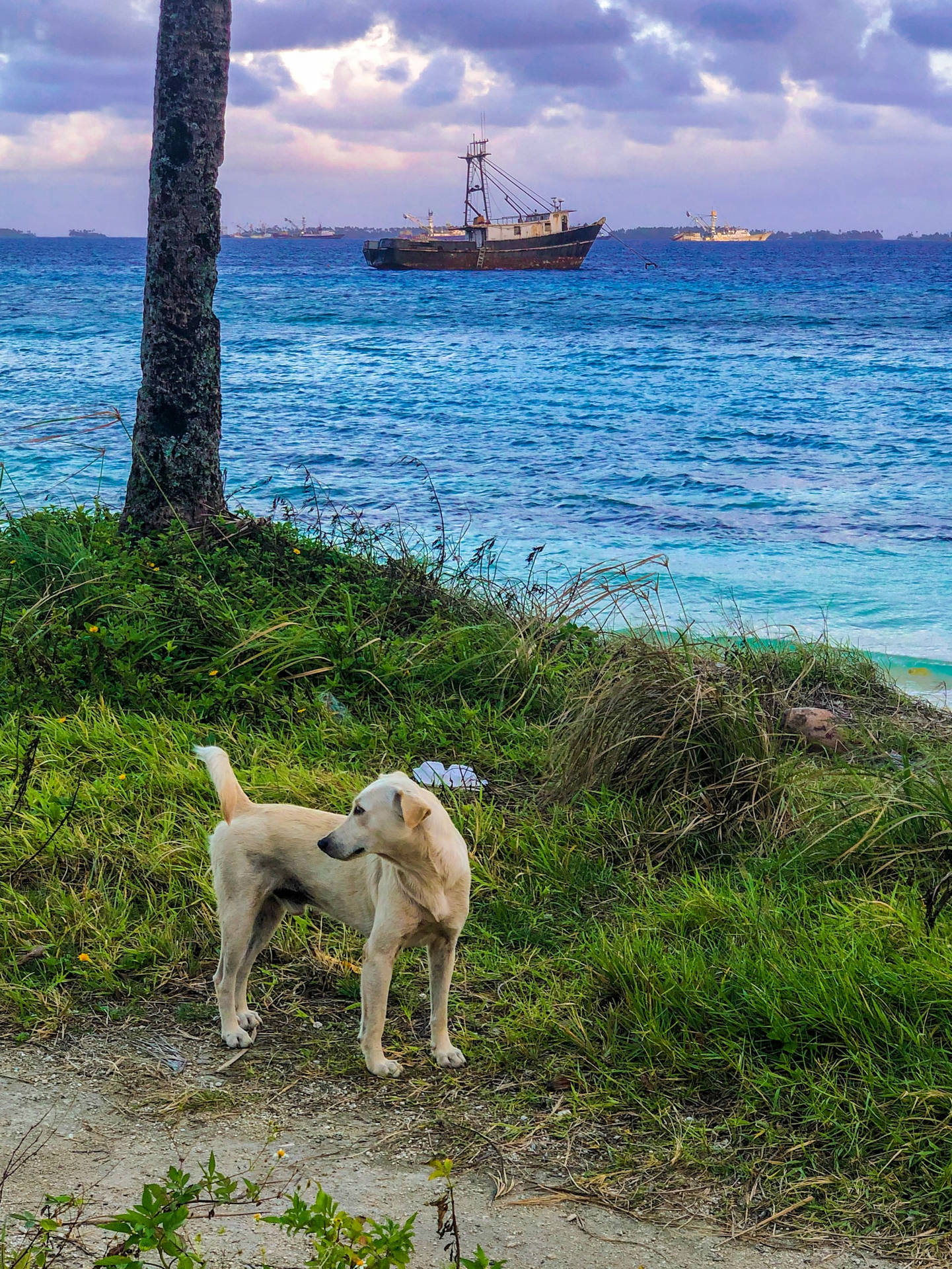 Dog On Marshall Islands