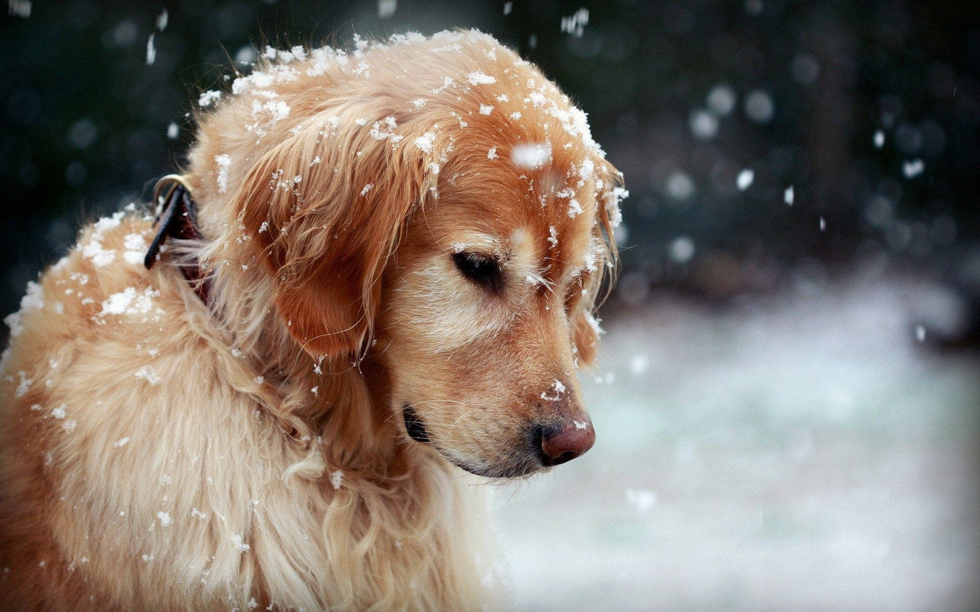 Dog On Snow Picture Background