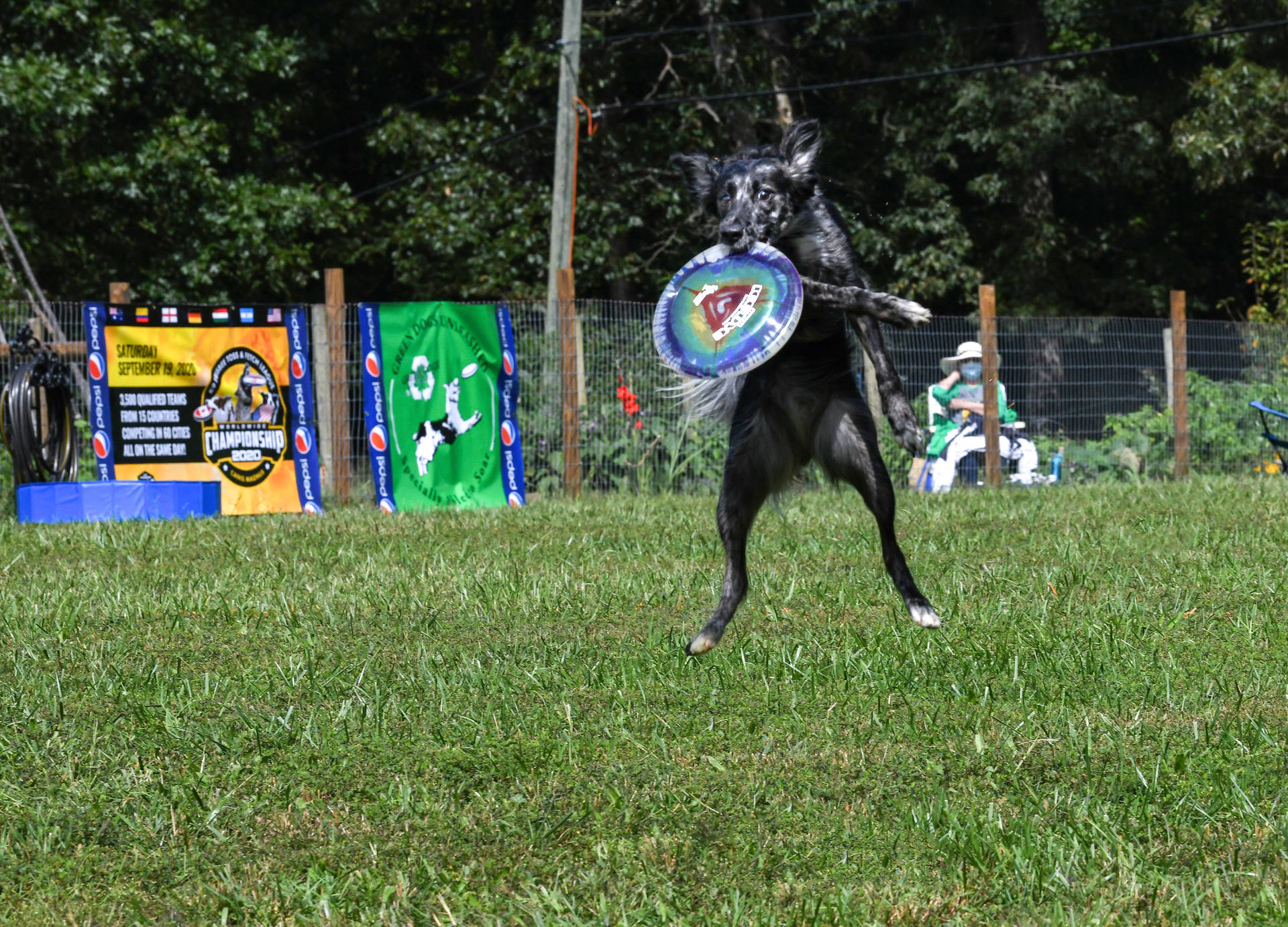 Dog Park Frisbee Background
