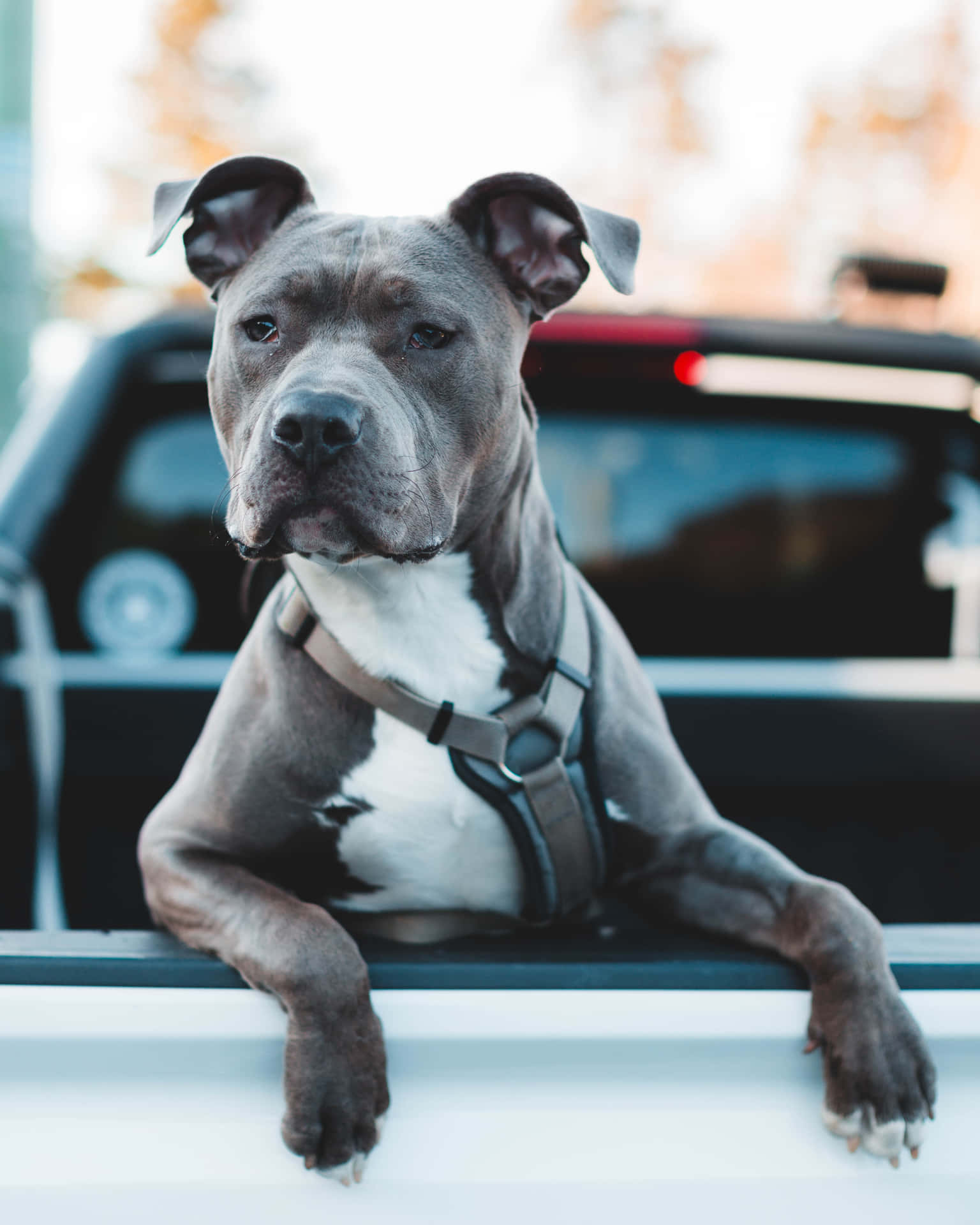 Dog Pitbull In The Back Of A Car Background