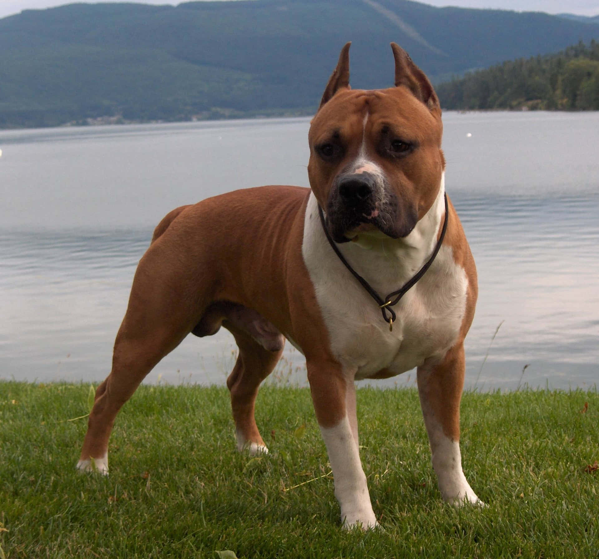 Dog Pitbull Lake View Background