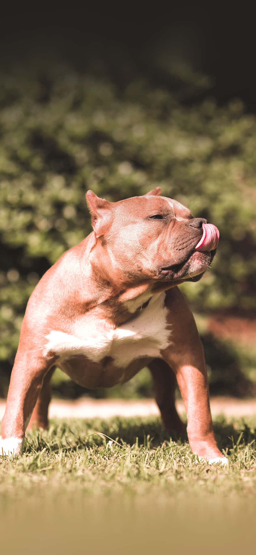 Dog Pitbull Licking