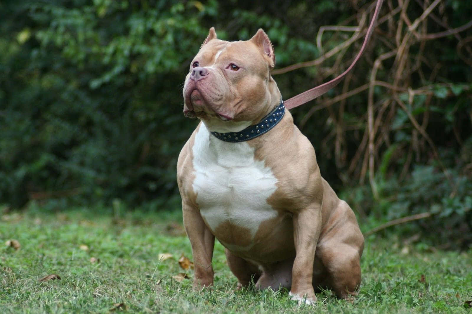 Dog Pitbull Sitting On The Ground Background