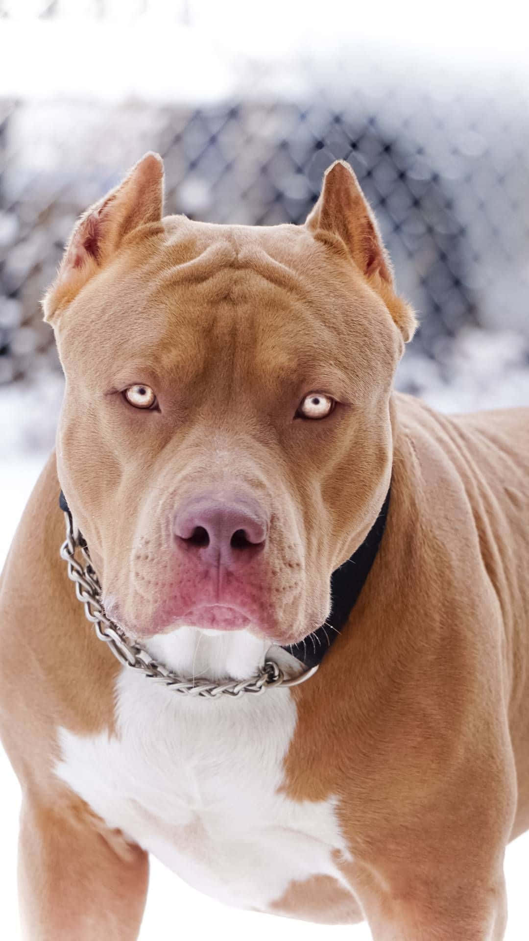 Dog Pitbull Transparent View Background