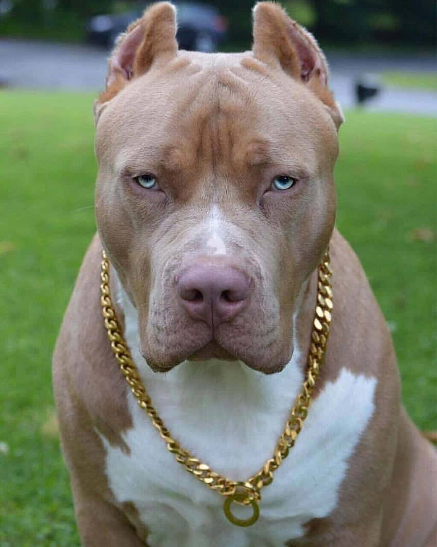 Dog Pitbull With Gold Necklace