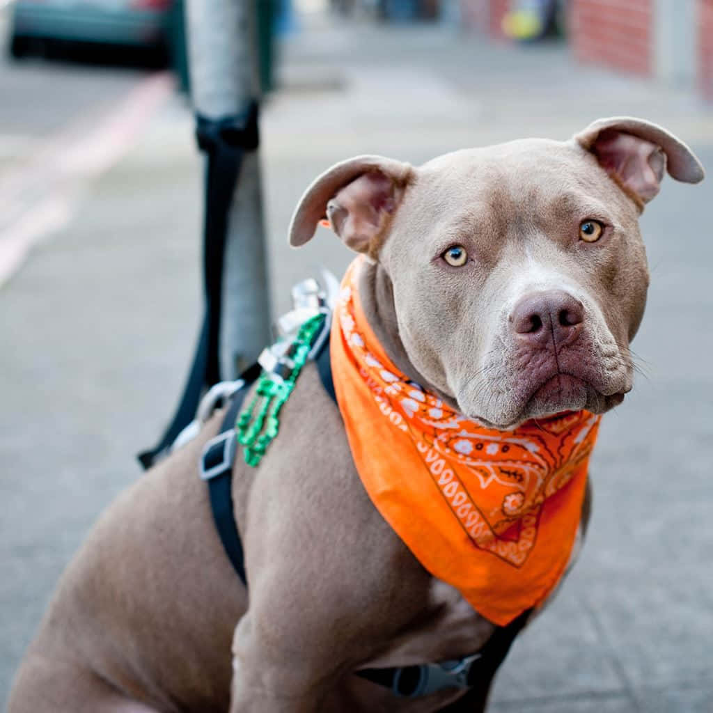 Dog Pitbull With Scarf Background