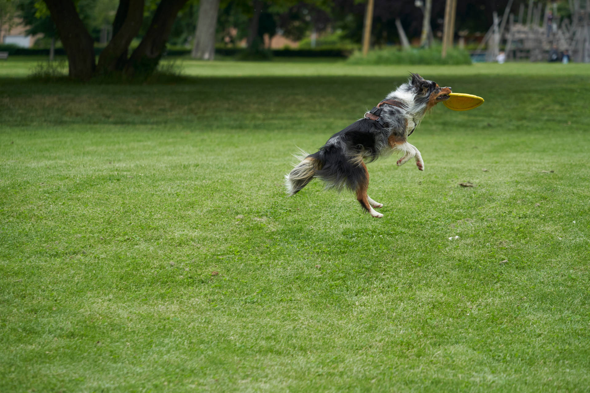 Dog Playing Backyard Frisbee Background