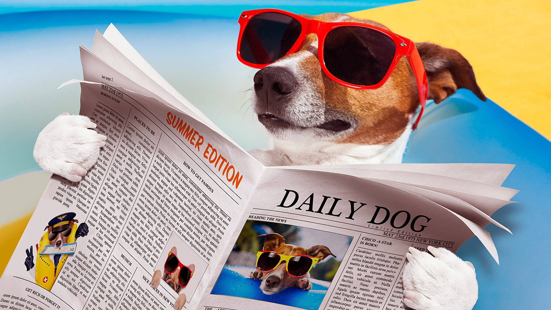 Dog Reading Newspaper Beach Background