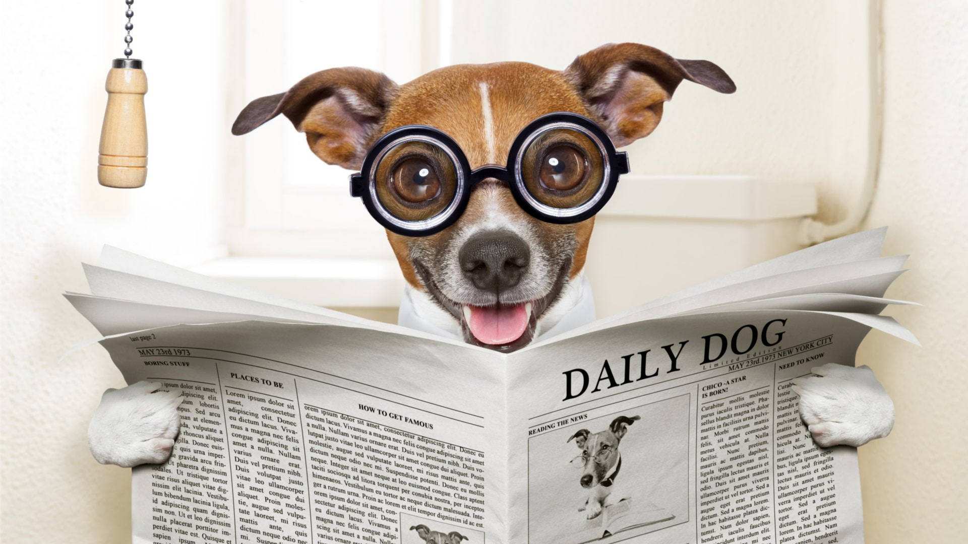 Dog Reading Newspaper Background