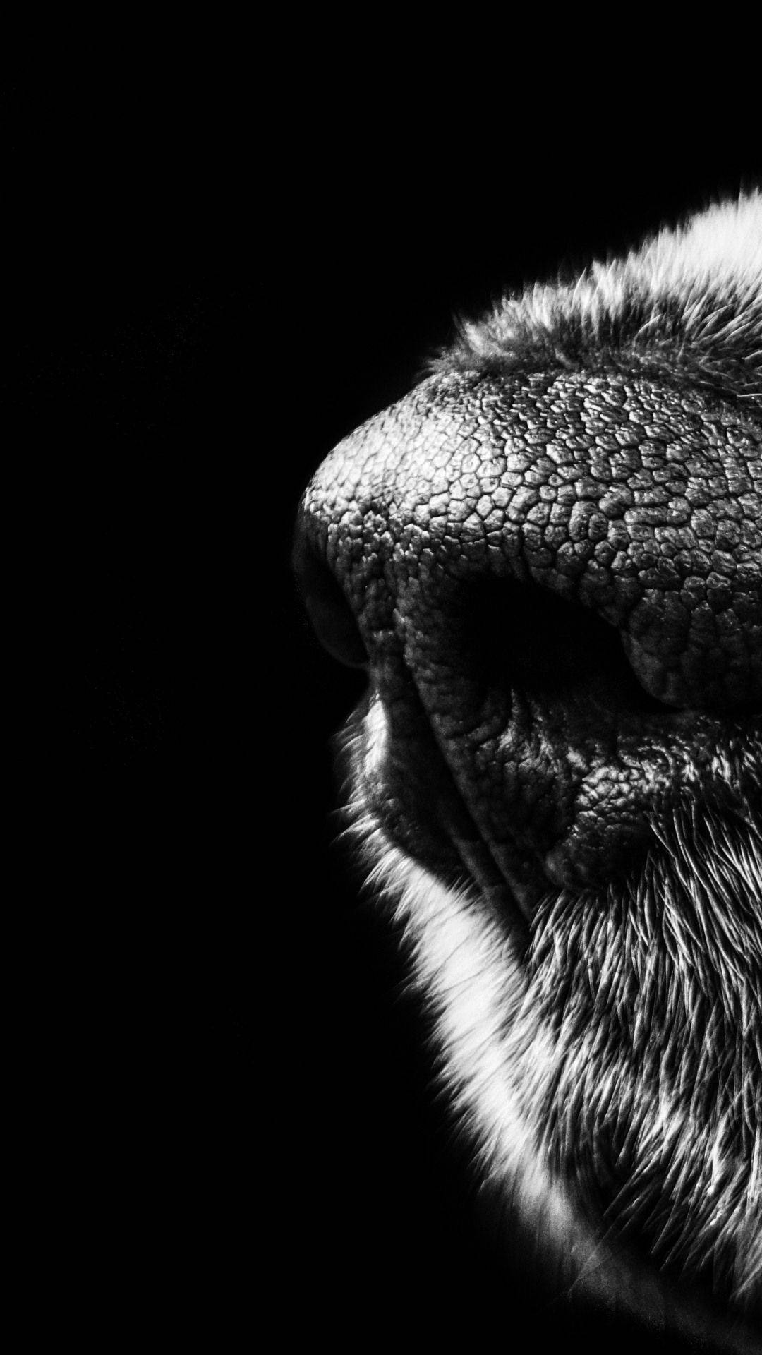 Dog's Nose Black Iphone 6 Plus Background