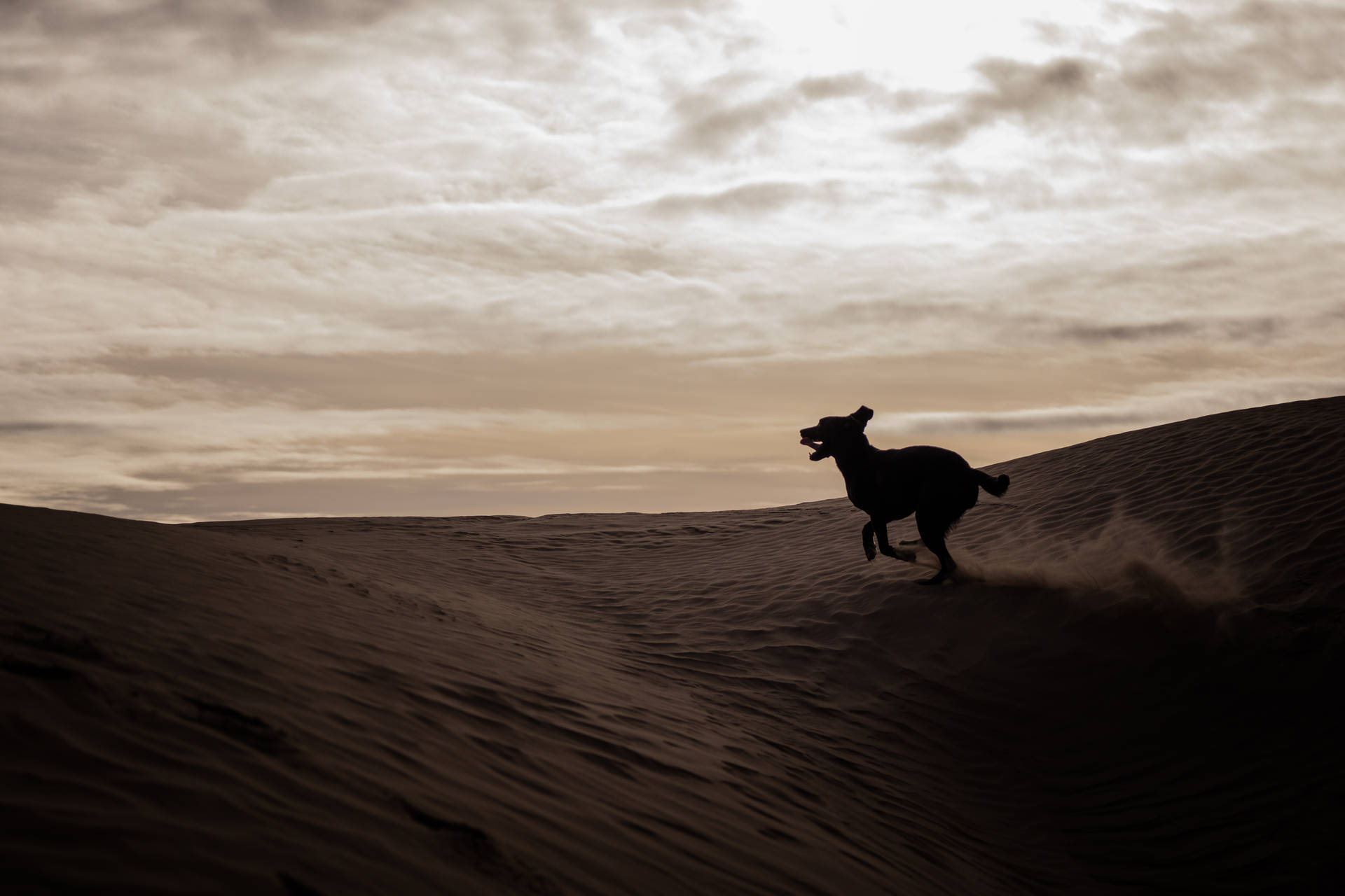 Dog Silhouette At The Sahara Background
