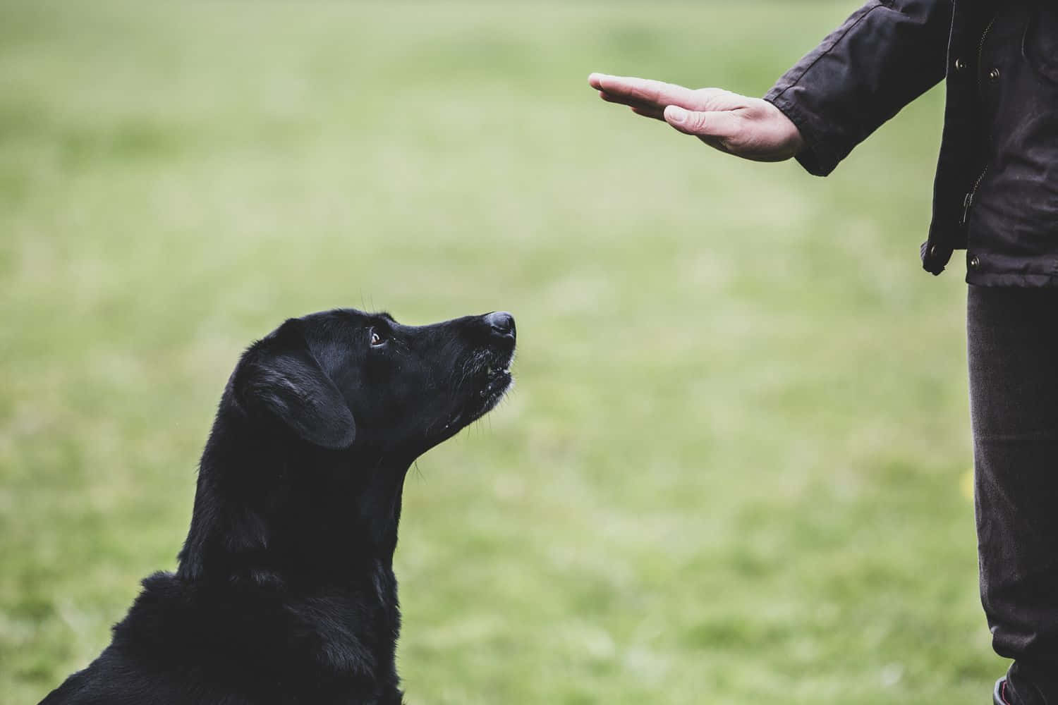 Dog Training Session Outdoors Background