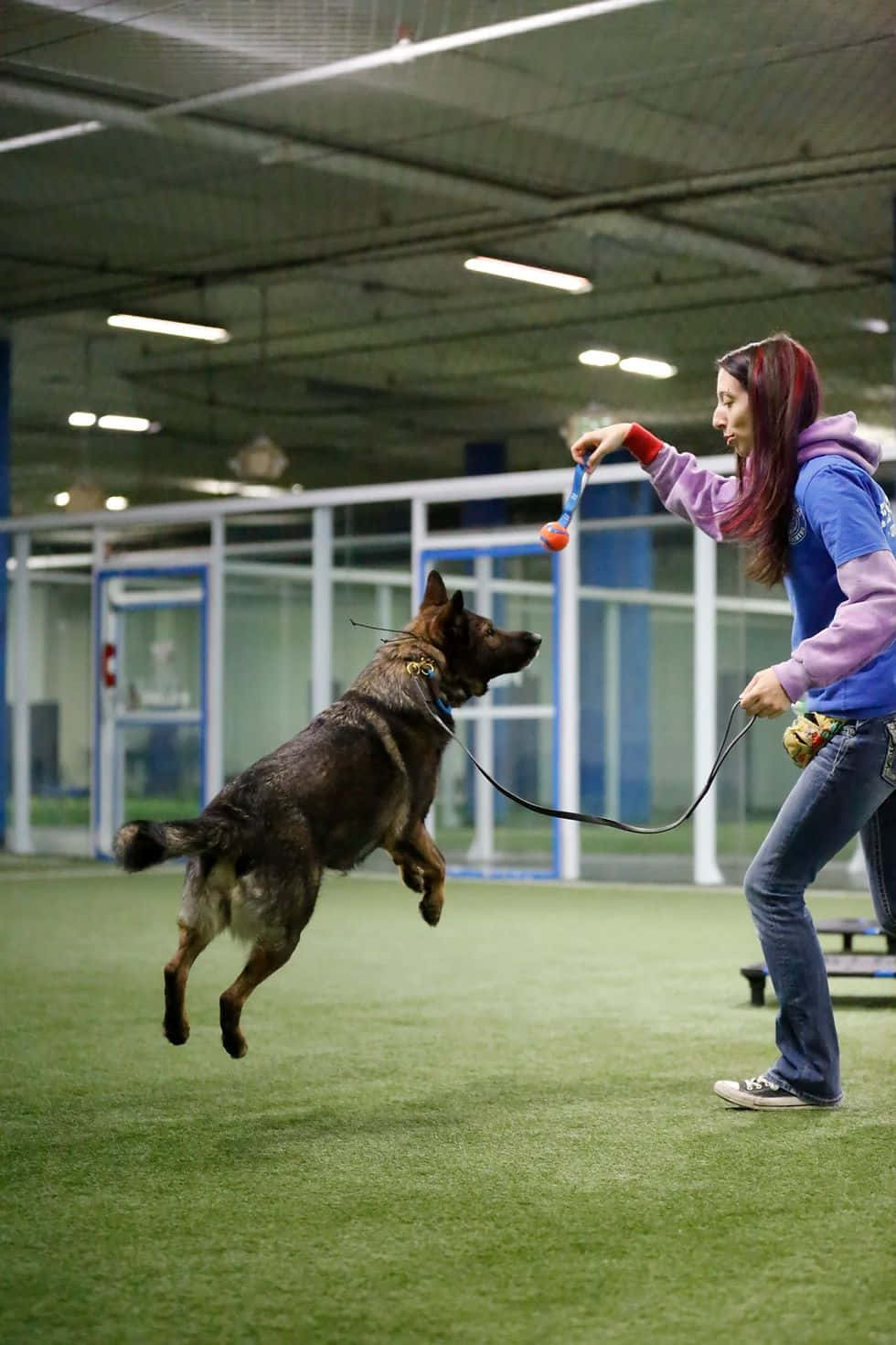 Dog Training Session Playtime Background